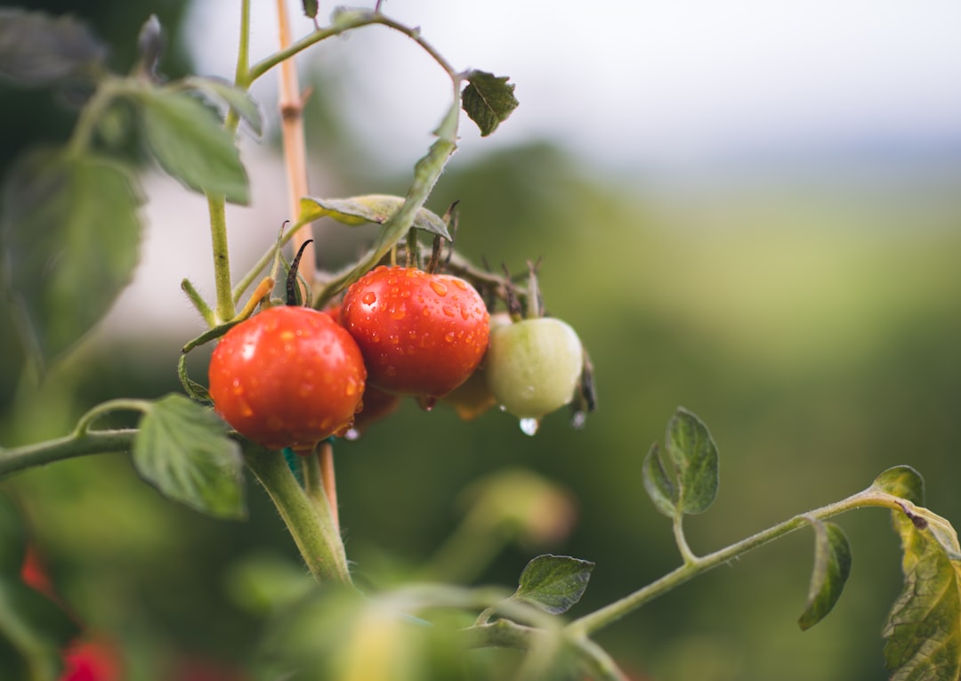 Mastering the Art of Mindful Eating: A Guide to Cultivating a Healthier Relationship with Food