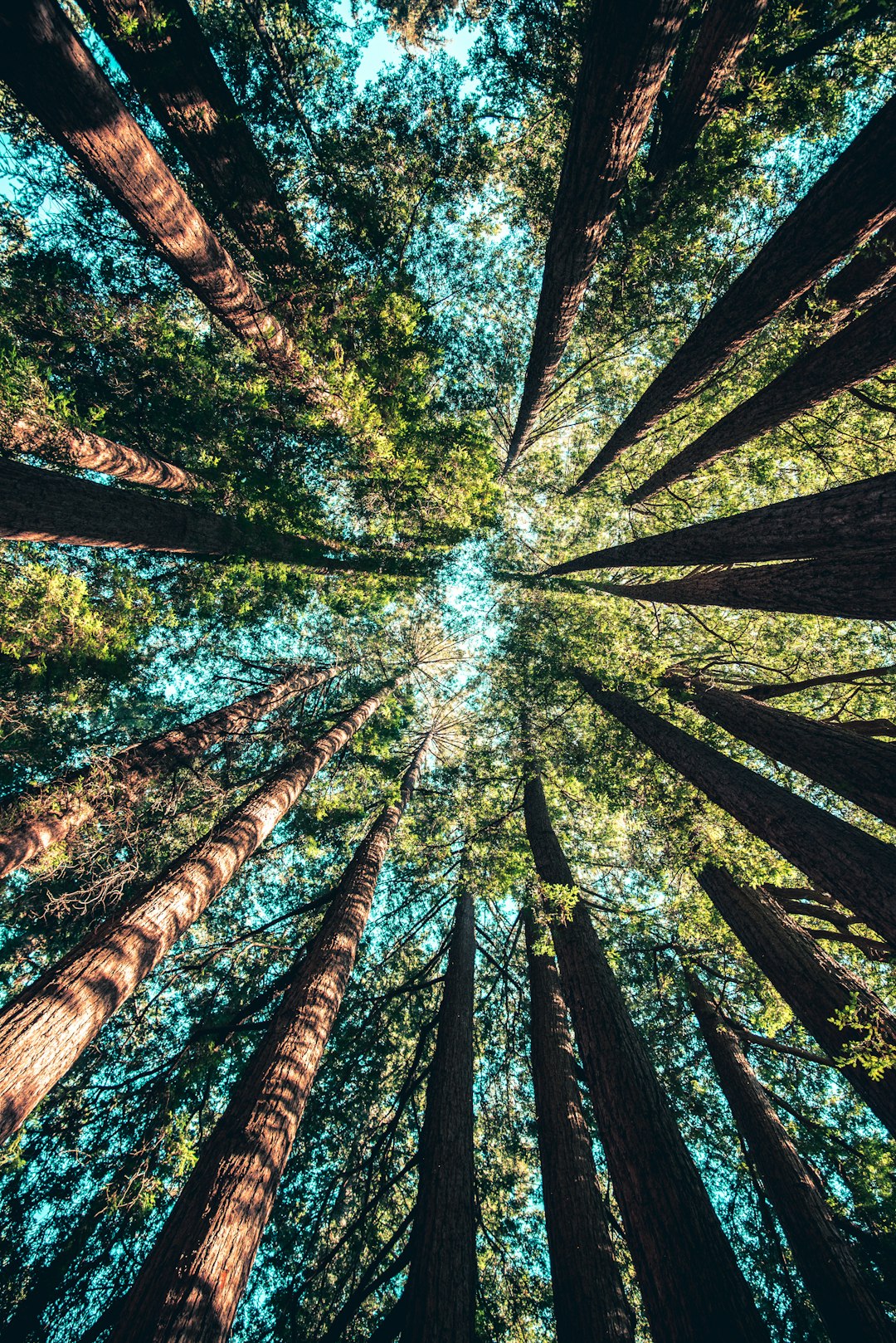 Embrace Tranquility: The Art of Forest Bathing for Inner Peace